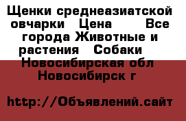 Щенки среднеазиатской овчарки › Цена ­ 1 - Все города Животные и растения » Собаки   . Новосибирская обл.,Новосибирск г.